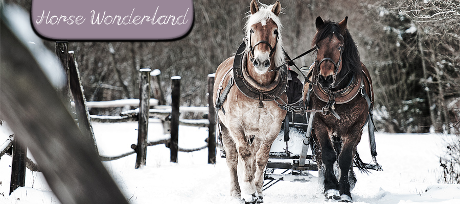 HORSE WONDERLAND || everything about the wingless angels